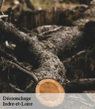 Dessouchage arbre et haie 37 Indre-et-Loire  TP Elagueur Tours 