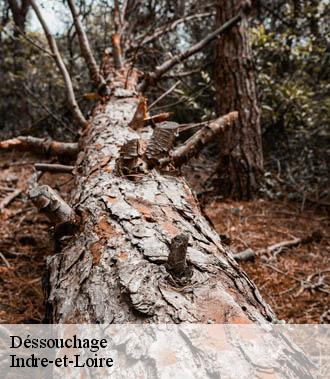 Dessouchage arbre et haie 37 Indre-et-Loire  TP Elagueur Tours 