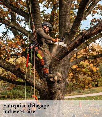 Entreprise élagage 37 Indre-et-Loire  TP Elagueur Tours 