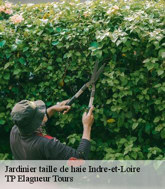 Jardinier taille de haie 37 Indre-et-Loire  TP Elagueur Tours 