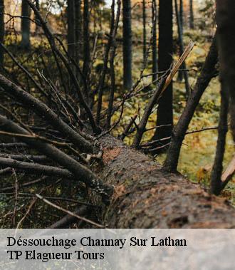 Dessouchage arbre et haie  channay-sur-lathan-37330 TP Elagueur Tours 