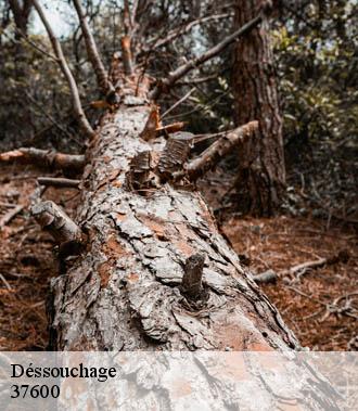 Dessouchage arbre et haie  loches-37600 TP Elagueur Tours 