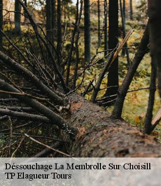 Dessouchage arbre et haie  la-membrolle-sur-choisill-37390 TP Elagueur Tours 