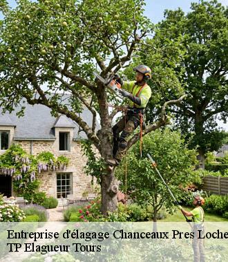 Entreprise élagage  chanceaux-pres-loches-37600 TP Elagueur Tours 