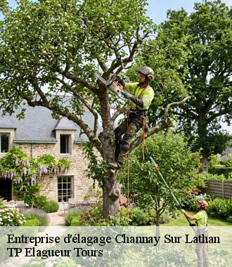 Entreprise élagage  channay-sur-lathan-37330 TP Elagueur Tours 