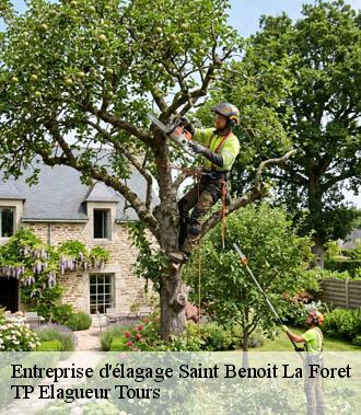 Entreprise élagage  saint-benoit-la-foret-37500 TP Elagueur Tours 