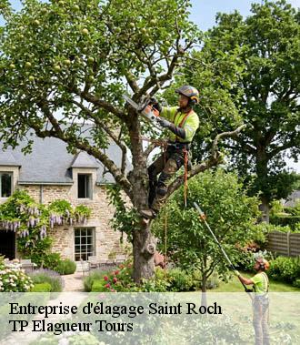 Entreprise élagage  saint-roch-37390 TP Elagueur Tours 