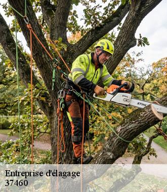 Entreprise élagage  villeloin-coulange-37460 TP Elagueur Tours 
