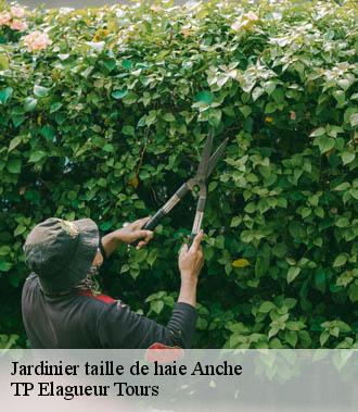 Jardinier taille de haie  anche-37500 TP Elagueur Tours 
