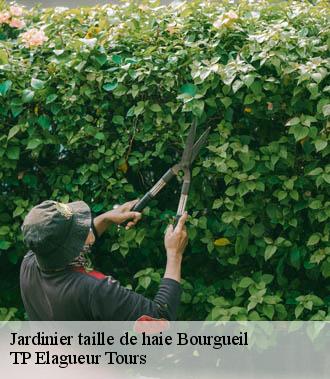 Jardinier taille de haie  bourgueil-37140 TP Elagueur Tours 