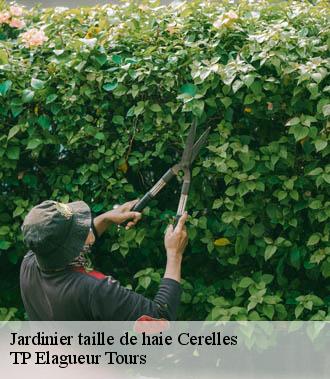 Jardinier taille de haie  cerelles-37390 TP Elagueur Tours 