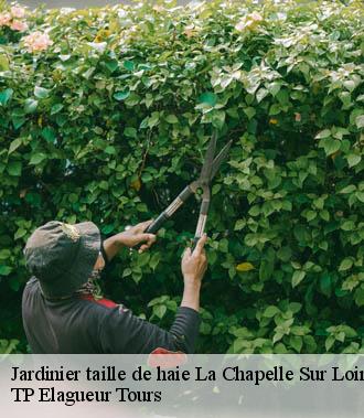 Jardinier taille de haie  la-chapelle-sur-loire-37140 TP Elagueur Tours 