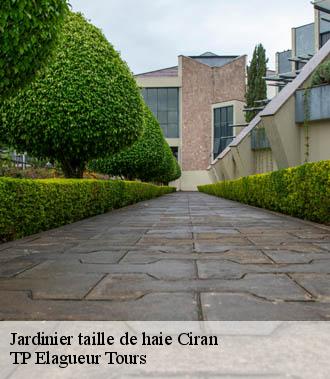 Jardinier taille de haie  ciran-37240 TP Elagueur Tours 