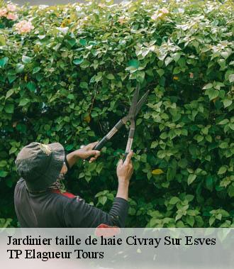 Jardinier taille de haie  civray-sur-esves-37160 TP Elagueur Tours 