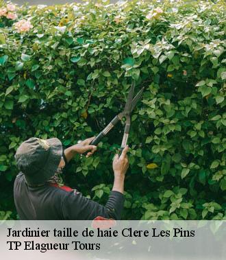 Jardinier taille de haie  clere-les-pins-37340 TP Elagueur Tours 