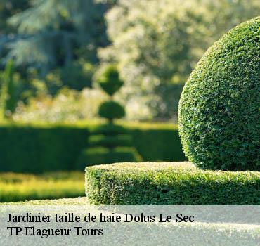 Jardinier taille de haie  dolus-le-sec-37310 TP Elagueur Tours 
