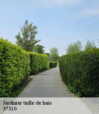 Jardinier taille de haie  dolus-le-sec-37310 TP Elagueur Tours 
