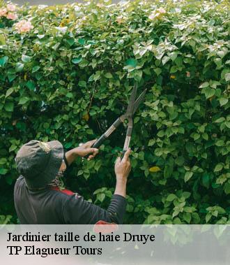 Jardinier taille de haie  druye-37190 TP Elagueur Tours 