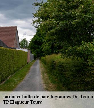 Jardinier taille de haie  ingrandes-de-touraine-37140 TP Elagueur Tours 