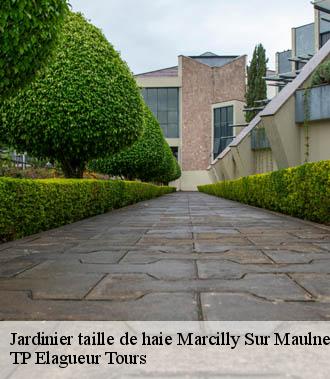 Jardinier taille de haie  marcilly-sur-maulne-37330 TP Elagueur Tours 