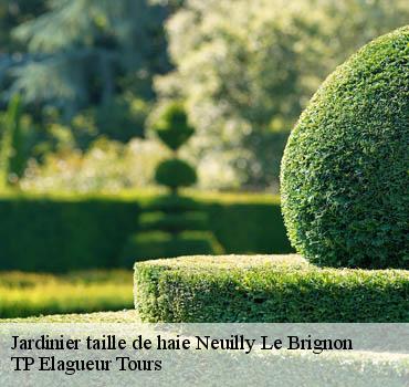 Jardinier taille de haie  neuilly-le-brignon-37160 TP Elagueur Tours 