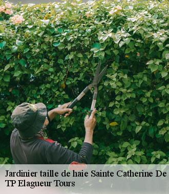 Jardinier taille de haie  sainte-catherine-de-fierbois-37800 TP Elagueur Tours 