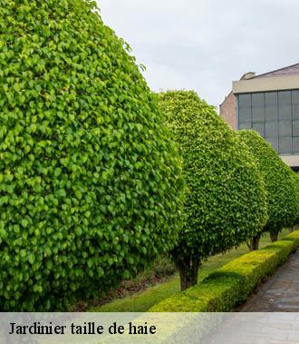 Jardinier taille de haie  souvigne-37330 TP Elagueur Tours 