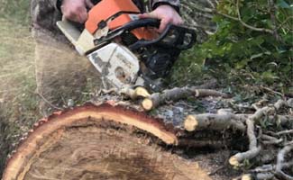 Entreprise abattage d'arbre 37