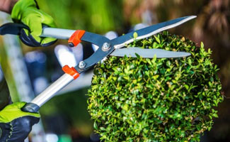 Jardinier taille de haie 37